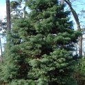 Cryptomeria japonica 'Elegans'